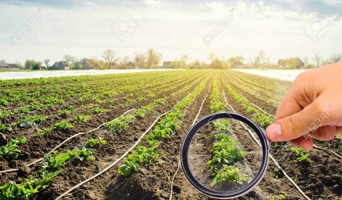 The food scientist checks the potato for chemicals and pesticides. Study quality of soil and crop. Growing organic vegetables. Eco-friendly products. Pomology. Agriculture and farming. GMO test.