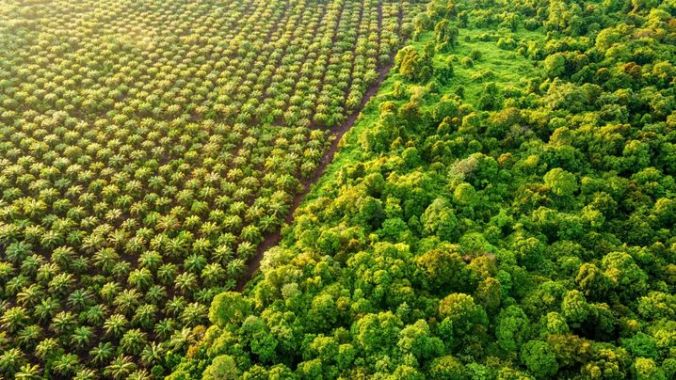 Palm Oil Plantation at the edge of Peat Land Swamp Rainforest