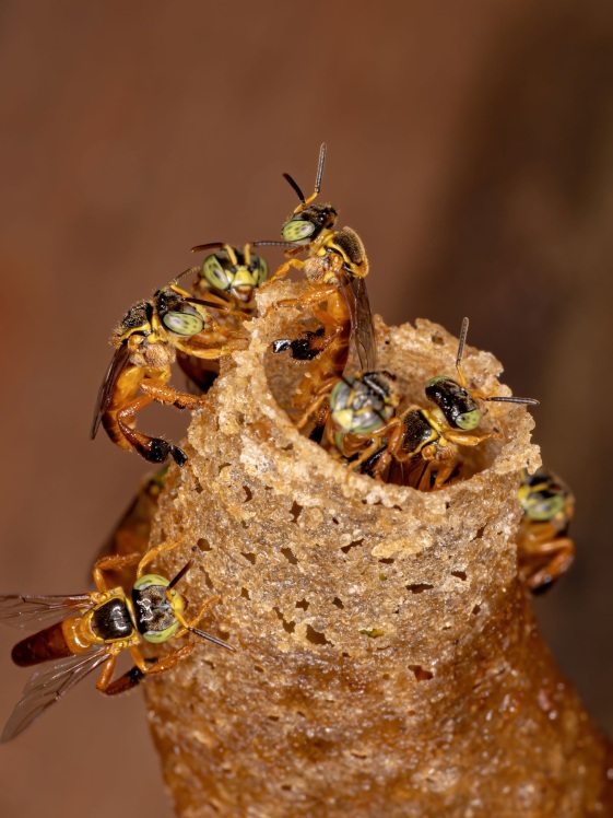 Jatai bee of the species Tetragonisca angustula
