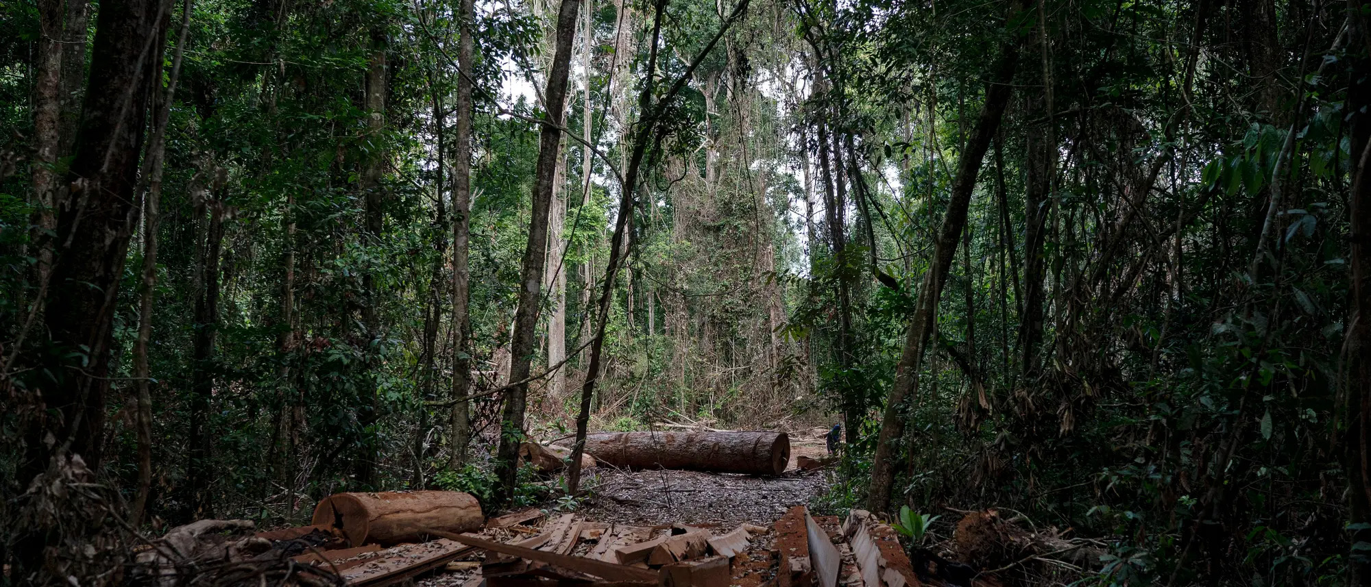Können Wälder im Amazonasgebiet nachhaltig bewirtschaftet werden?  Experten sind anderer Meinung und schlagen Alternativen vor