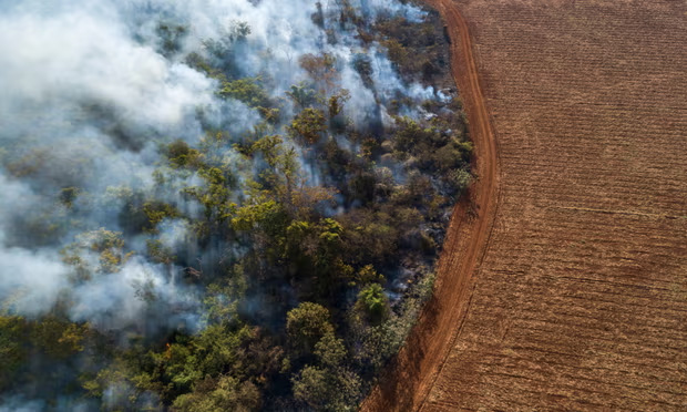 The effect of deforestation is making UK consumption unsustainable, MPs say |